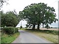 A pair of roadside trees