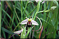 Bee Orchid