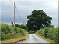 Large tree, small lane