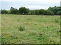 Rough pasture near Little Hereford