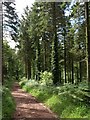 Bridleway, Rowberrow Warren