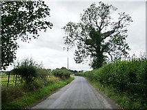 SO5577 : Roadside tree on the lane to Henley by Christine Johnstone