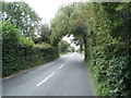 Tree canopy, Oldmixon Road, Hutton