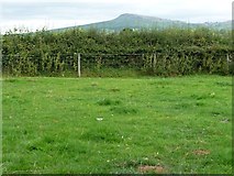 SO5476 : Hedge strengthened with a fence, with parallel footpath by Christine Johnstone