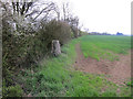 Trig point in a hedge