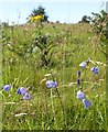 Harebells on Burrington Ham