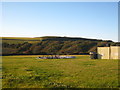 SW7247 : Field at Tywarnhale Farm by Rod Allday