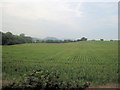 Crops near Millhouse farm from railway