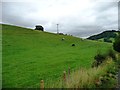 SJ1605 : Cows on a hillside by Christine Johnstone