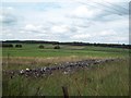 Fields near Dalehead