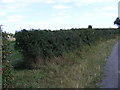 Footpath along Gull Lane