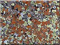 NY8128 : Lichen mosaic on dolerite, Caldron Snout by Andrew Curtis