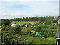 Allotments - Albemarle Road