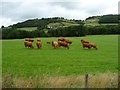 SJ1406 : Brown cattle grazing in lineside field by Christine Johnstone