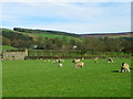 SE1171 : Ewes and lambs near Ramsgill by Maigheach-gheal
