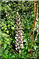 Wild flowers at Angrouse Lane