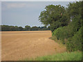 Wheat field by Eastling Road