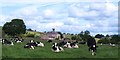 SE1859 : Contented cows by Gordon Hatton