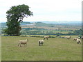 View across the Severn