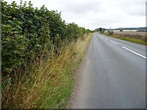 SE5313 : Hedgerow on south side of New Road by Christine Johnstone