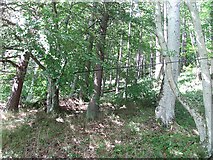 NN7545 : Forest, Drummond Hill by Richard Webb