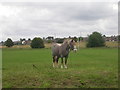 Horse grazing - Hodgson Lane