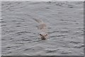 SH5941 : Otter in Afon Glaslyn by Philip Halling