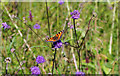 SO9258 : Small tortoiseshell butterfly in Trench Wood, near Sale Green by P L Chadwick