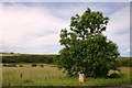 Milestone by the Tree