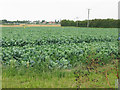 A field of brassicas at Stone Cross, Sandwich