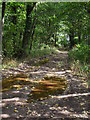 Woodland footpath near Silkstone