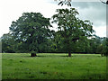 Two trees in a field