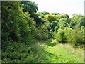 Path towards Blackbush Shaw