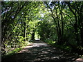 Track towards Sandbeck Lodge