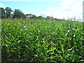 SK5690 : Maize field off Sandbeck Lane by JThomas