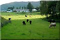 Farmland Near Aviemore