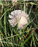 SU0455 : Fungus, Urchfont Hill by Derek Harper