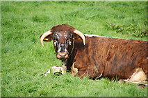 SN0535 : A longhorn cow at Llanerch by Bill Boaden