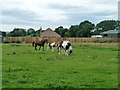 Horses on Oakwood Farm