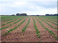 Field of Broccoli seedlings at Kehelland