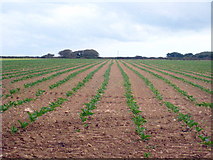 SW6240 : Field of Broccoli seedlings at Kehelland by Rod Allday
