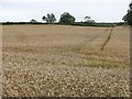 Wheat, Fisher Hill