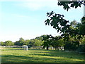 The last paddock in Oxfordshire