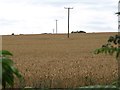 SE3242 : Wheat by Wike Lane by Derek Harper