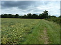 Broadbean field by path to Pound Common Cottages