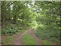 Small wood, Leeds Golf Course