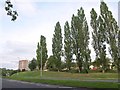 Poplars by the A58