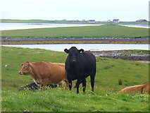 NF8160 : Cattle by Bail Uachdraich by Colin Smith