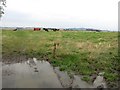 NT0374 : Cattle, Ochiltree by Richard Webb