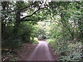 Track in Pickhurst Green Wood